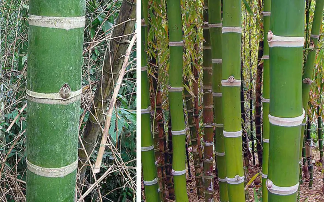 Genus Guadua: Giant neotropical bamboo