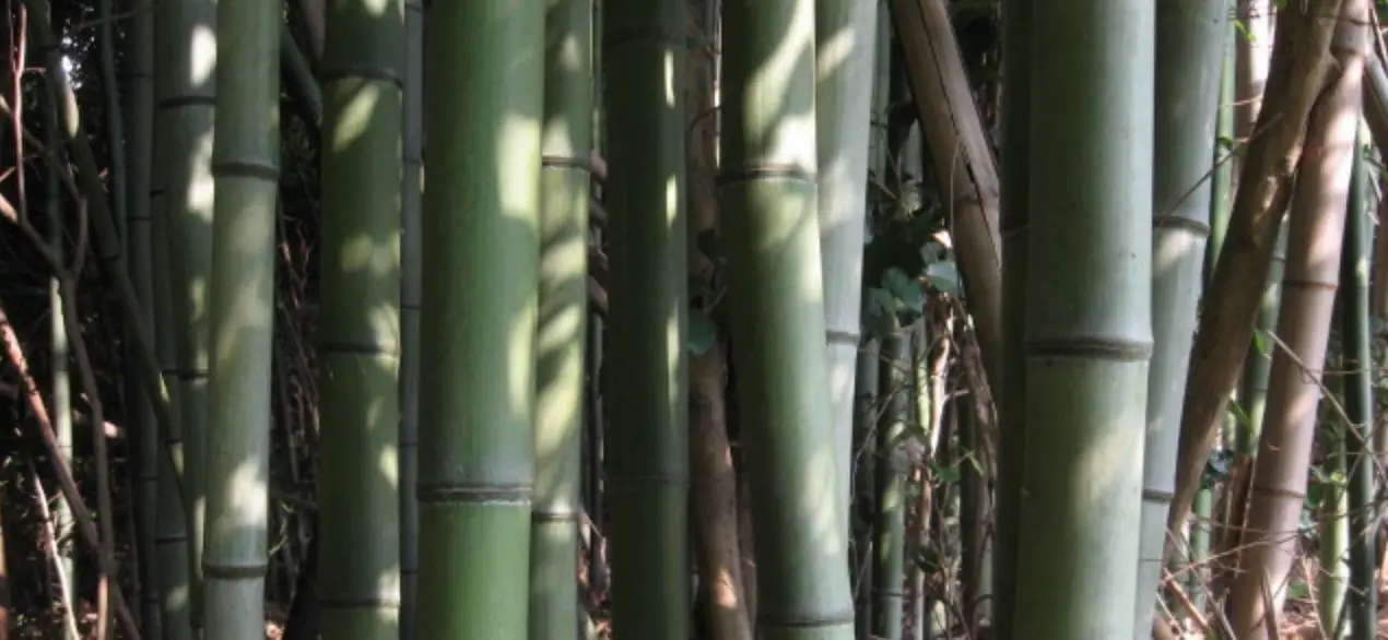Phyllostachys bambusoides Madake