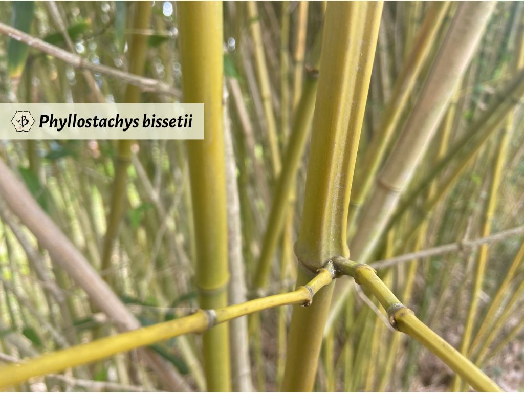 Phyllostachys bissetii branching
