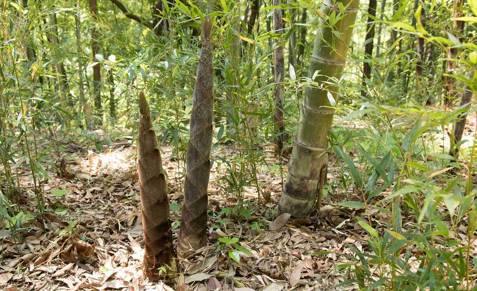 Moso bamboo propagating shoots