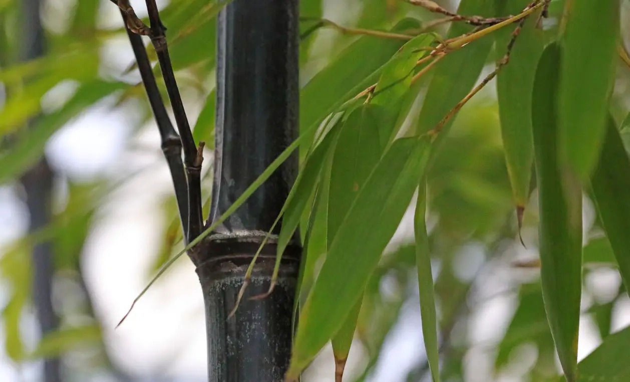 Phyllostachys nigra branching at nodal joint