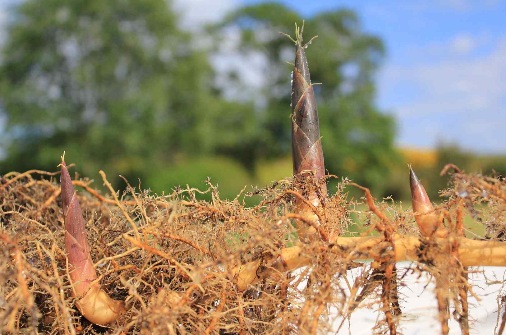 Propagating bamboo rhizome