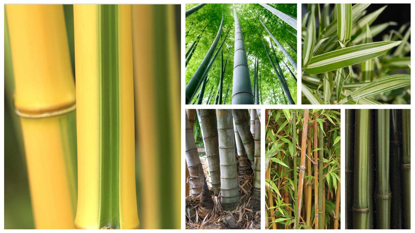 Bamboo genus and species