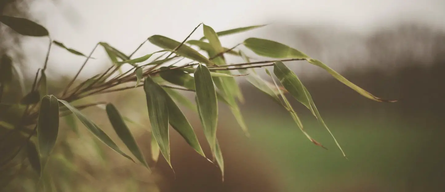 Bamboo leaves indicate health