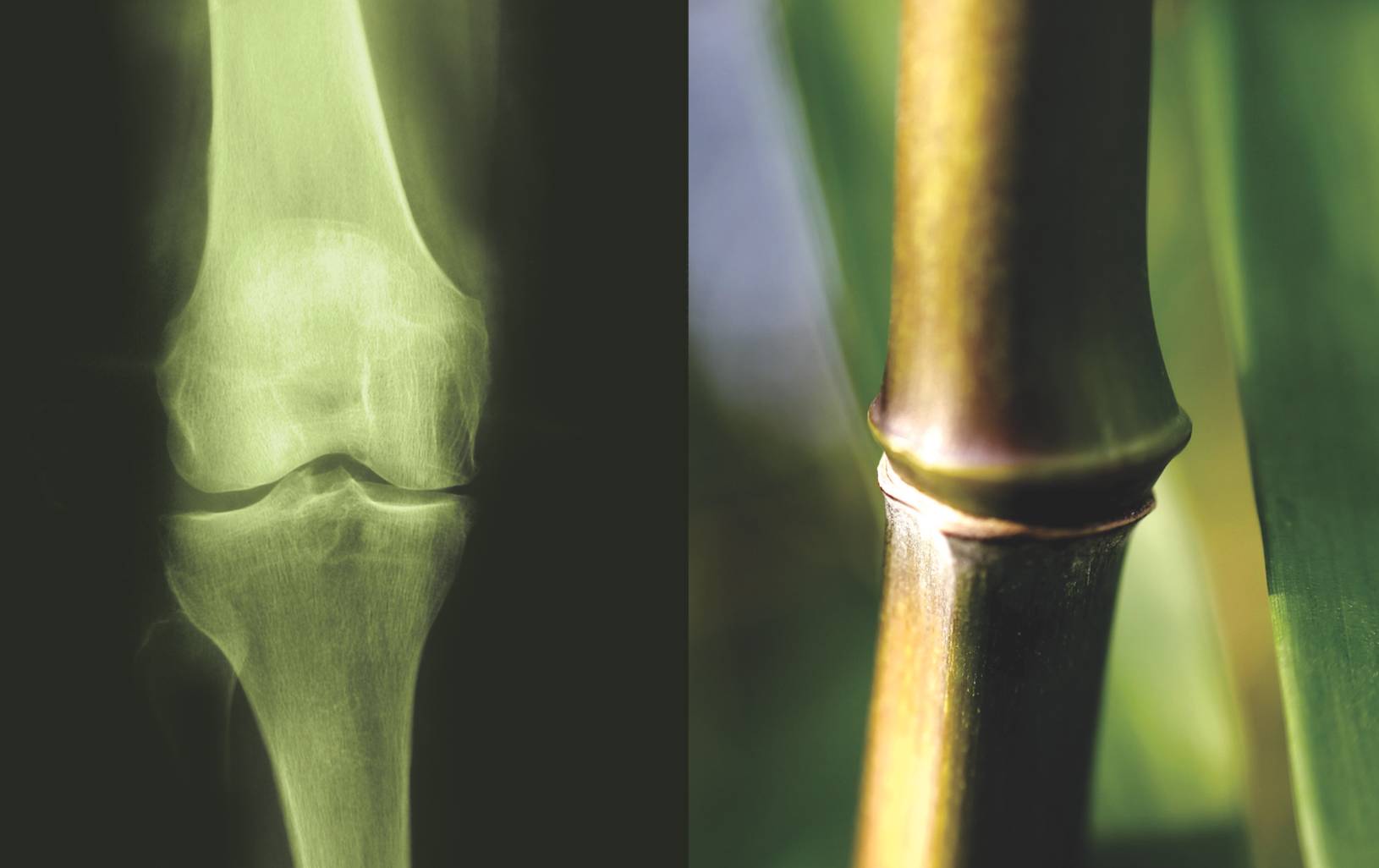 Bamboo node and femur joint