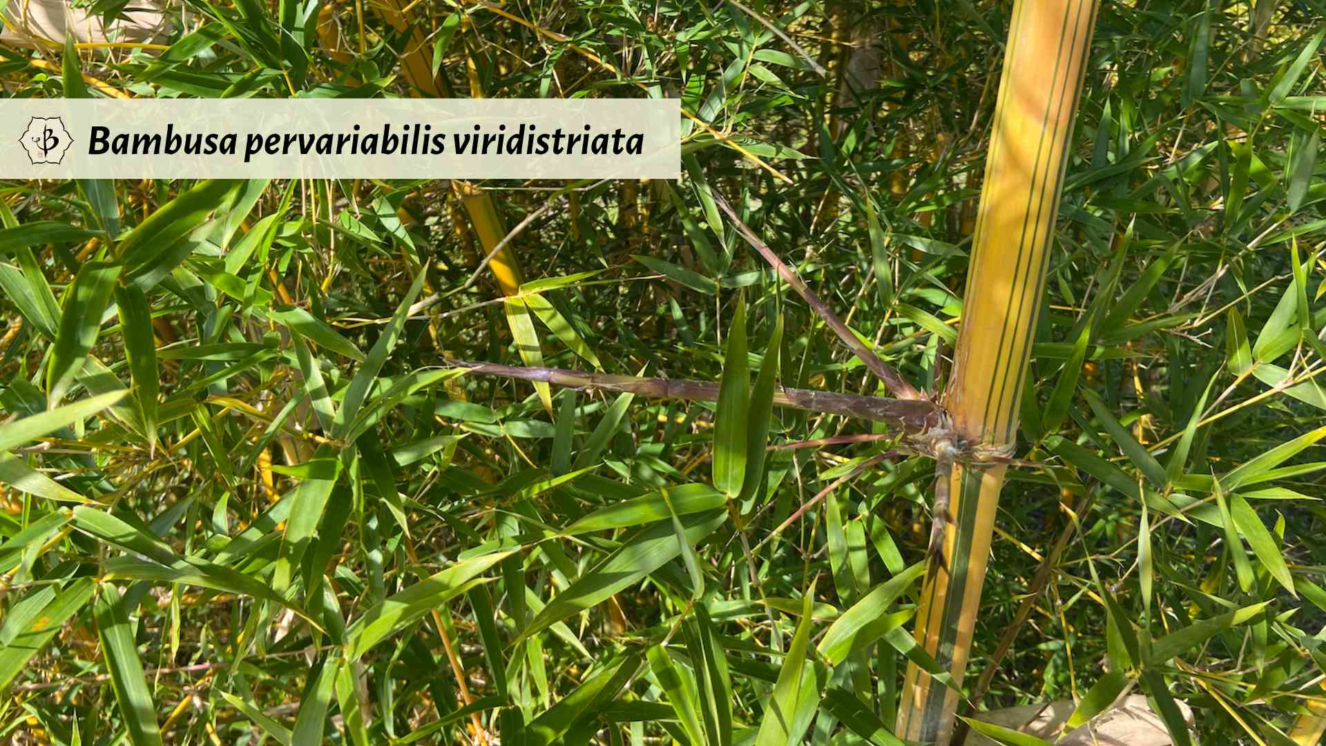 Bambusa pervariabilis viridistriata