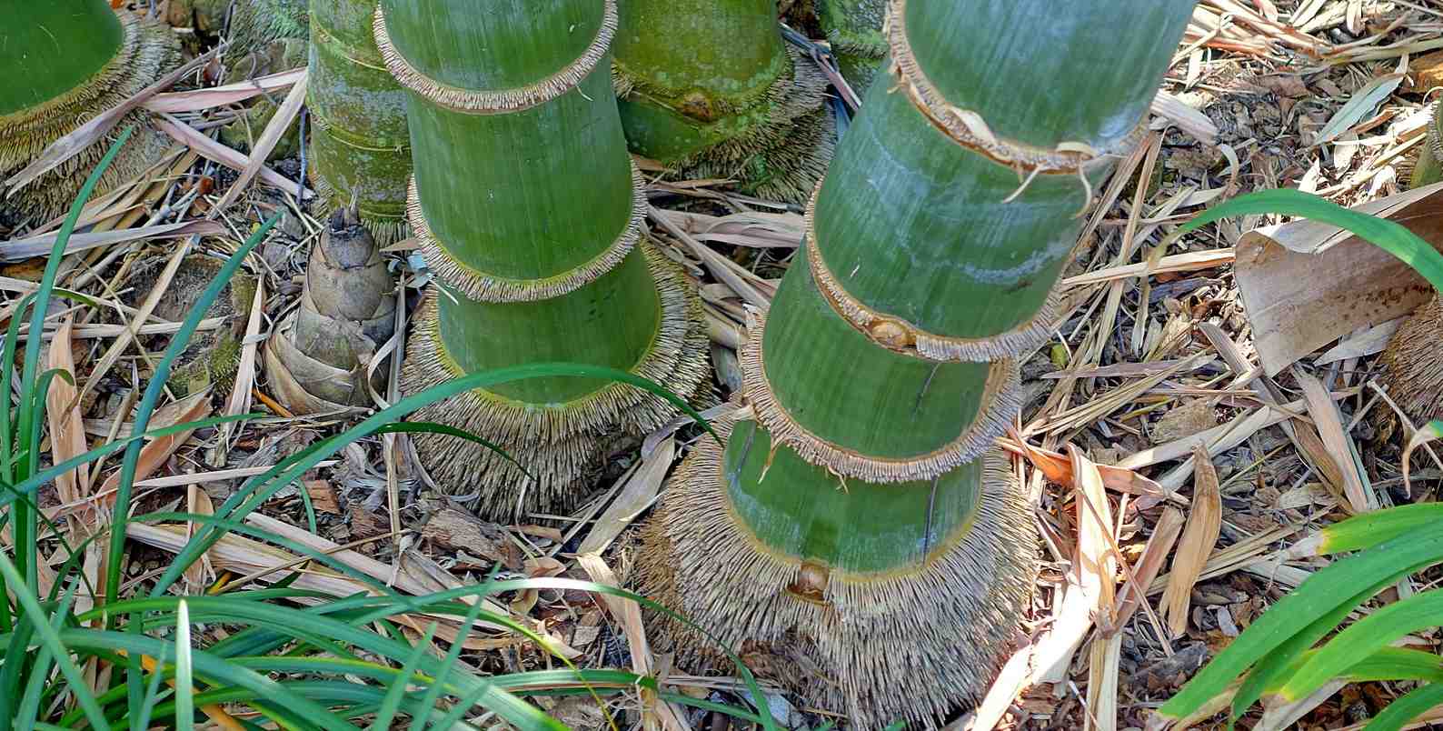 Dendrocalamus giganteus giant bamboo