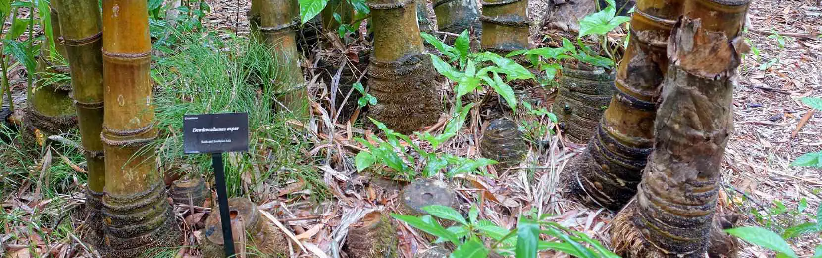 Dendrocalamus timber bamboo