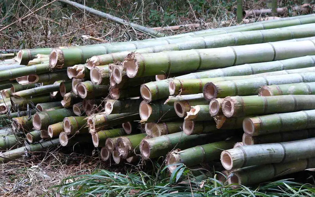 Growing bamboo for profit: Green gold