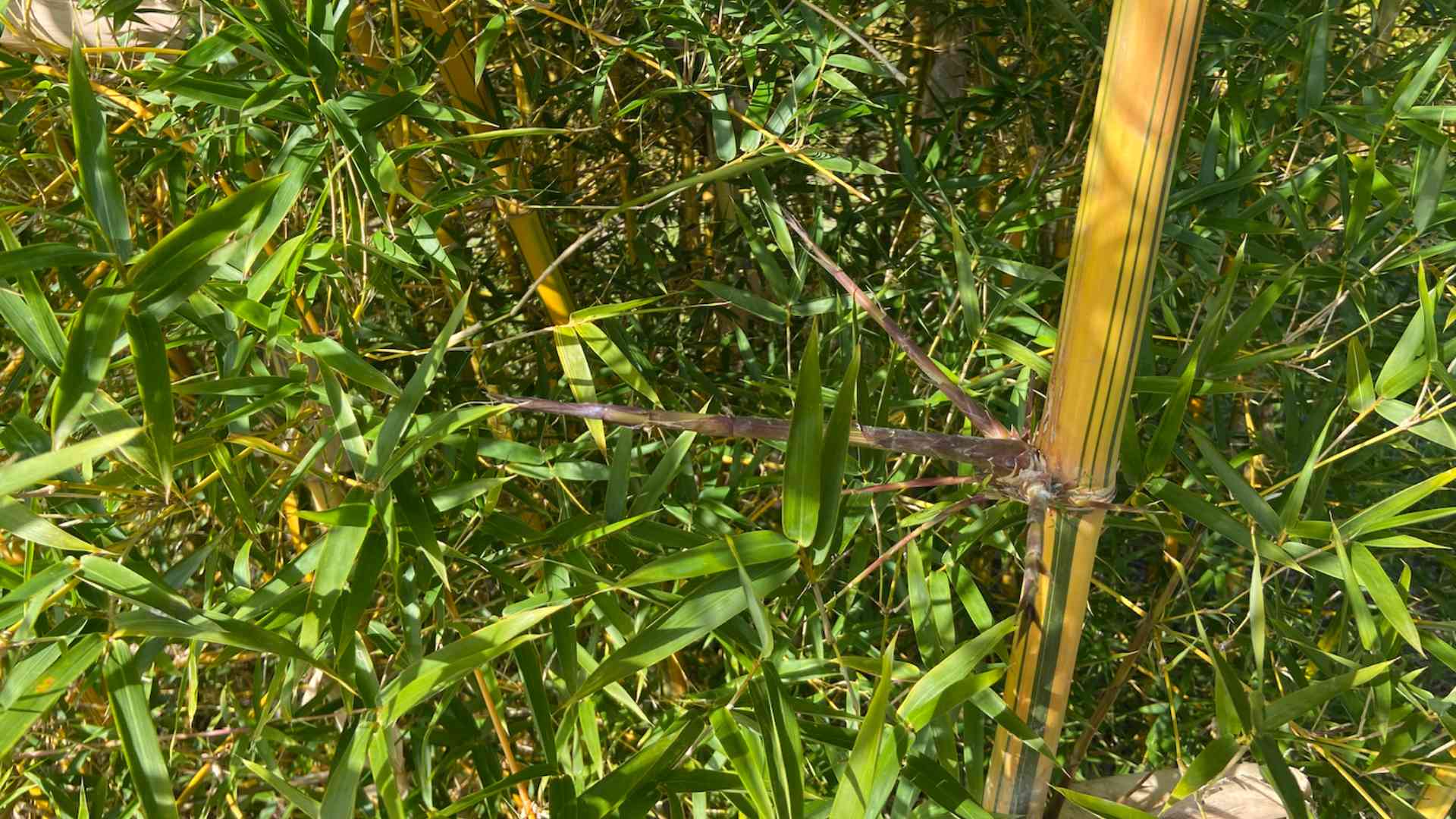 Genus Bambusa typical branching