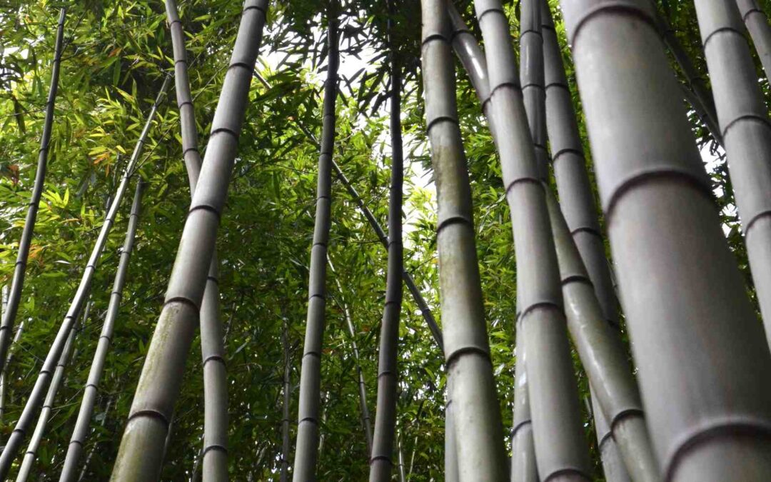 Giant Bamboo Bambusa