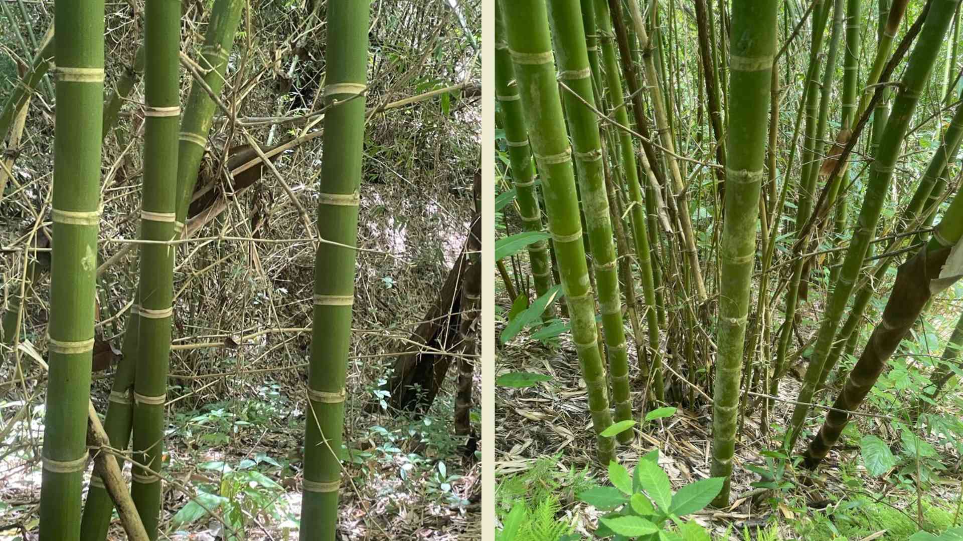 Guadua angustifolia Costa Rica