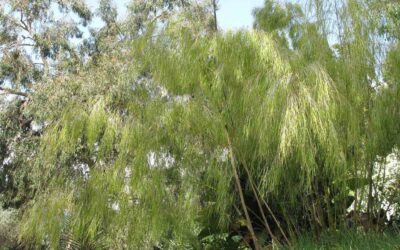 Genus Otatea: Mexican Weeping Bamboo