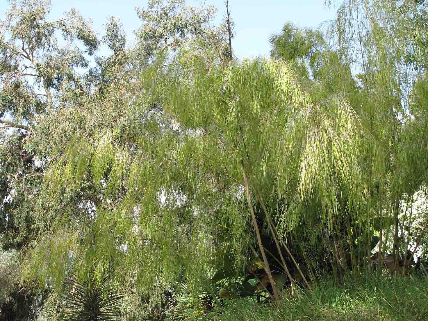 Otatea acuminata Mexican weeping bamboo