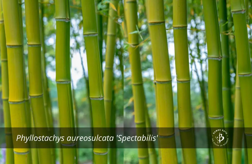 Phyllostachys aureosulcata Spectabilis bamboo species