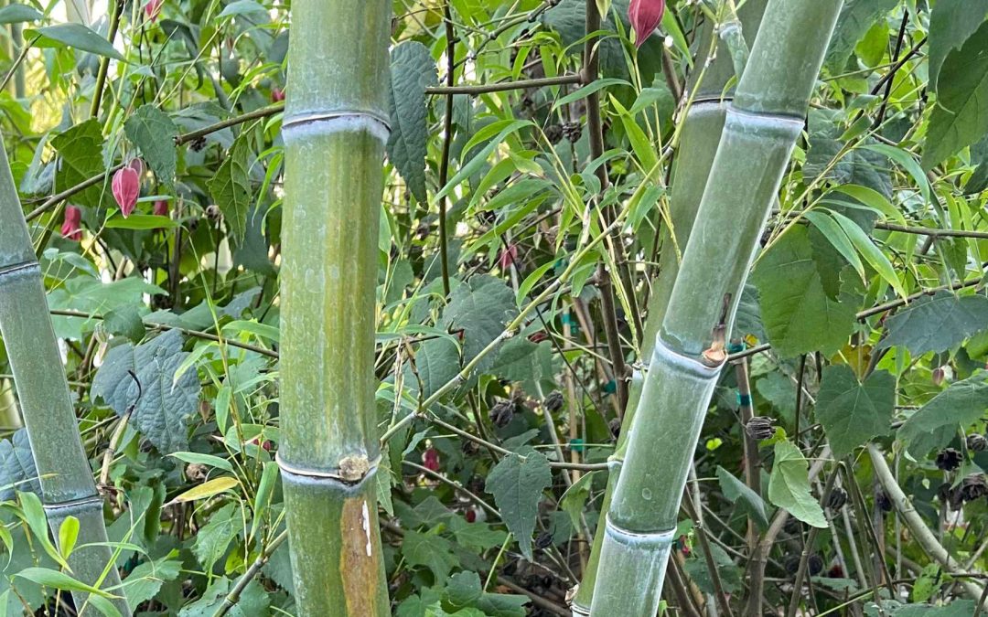 The Sulcus Groove: Why bamboo feels groovy