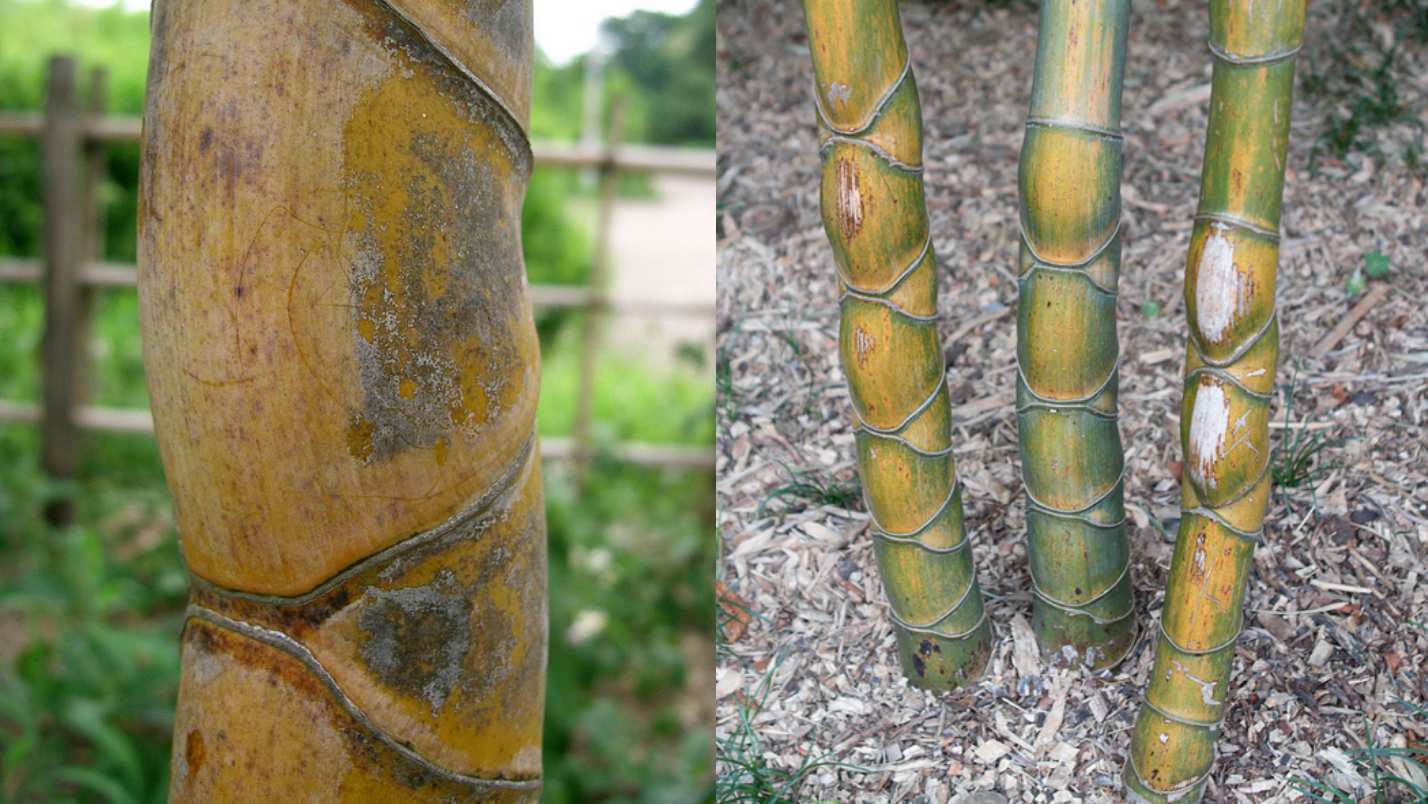 Tortoise shell bamboo Phyllostachys edulis