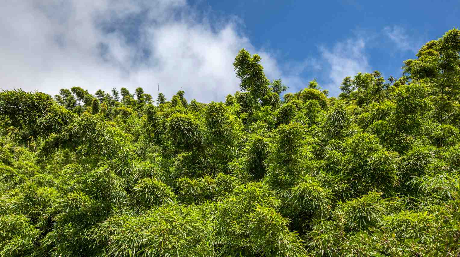 Bamboo forest Hawaii Maui