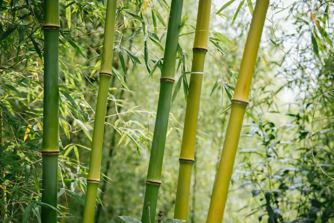 Bamboo in Rwanda Africa