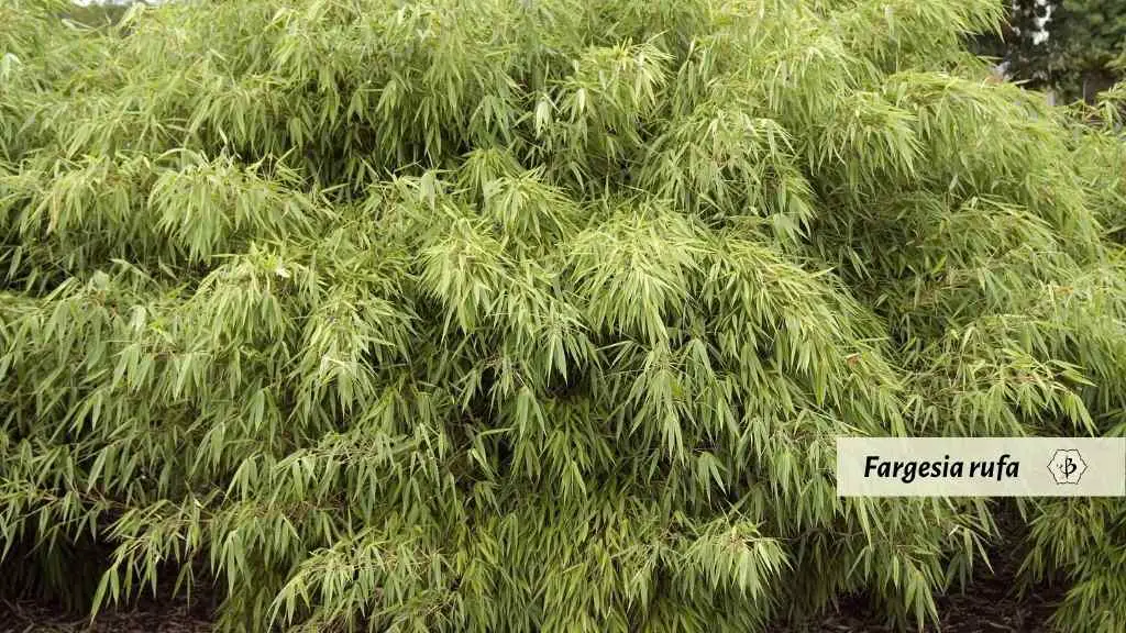 Fargesia rufa clumping bamboo