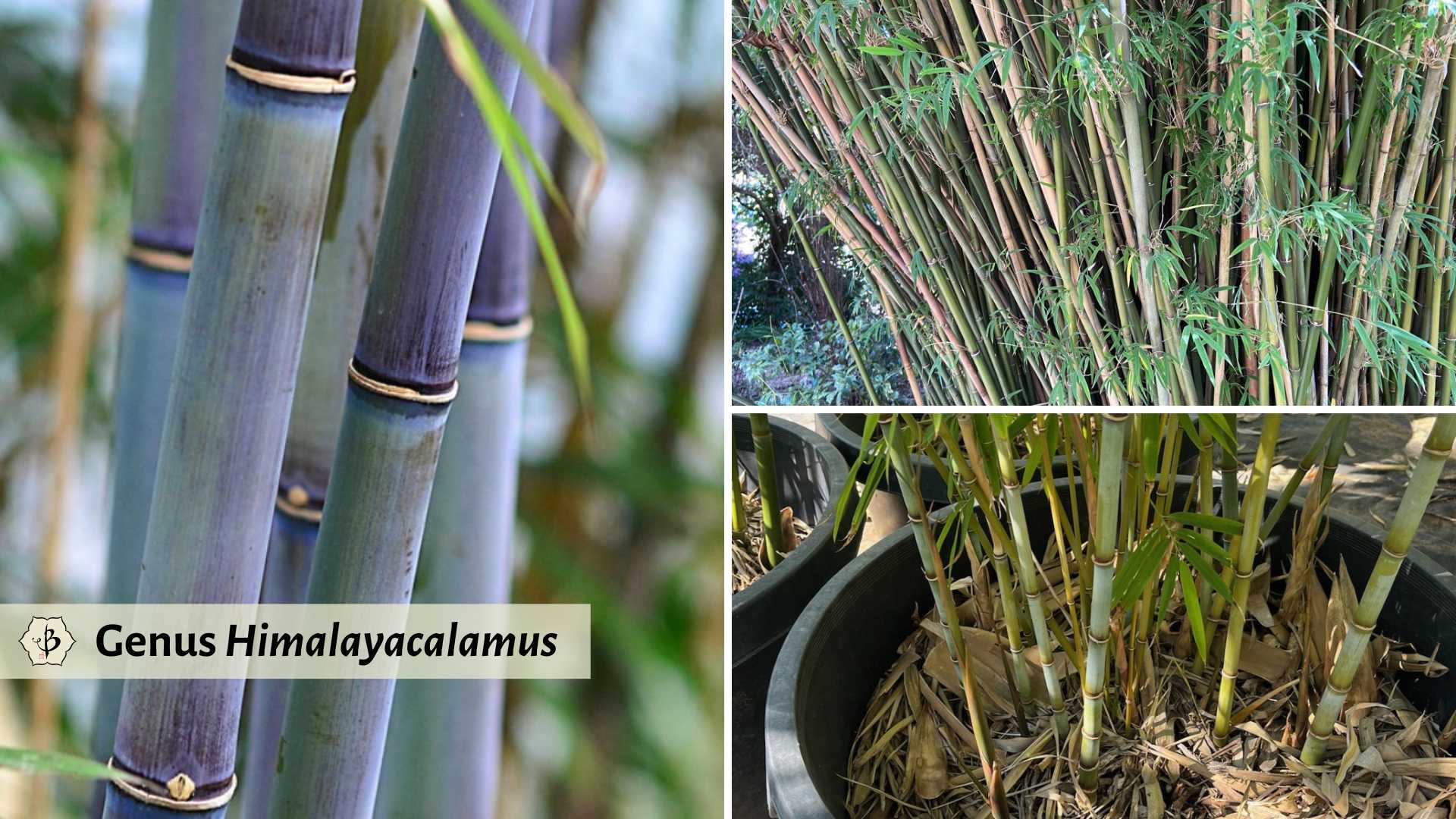 Genus Himalayacalamus bamboo species