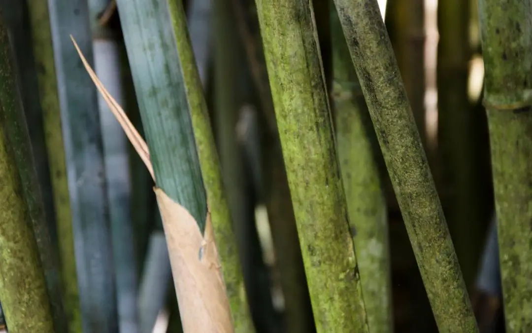 Genus Himalayacalamus: Clumping bamboo of the mountains