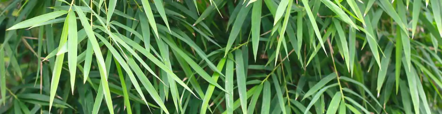 Mexican weeping bamboo foliage