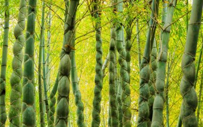 Tortoise Shell Bamboo: Phyllostachys edulis Heterocycla