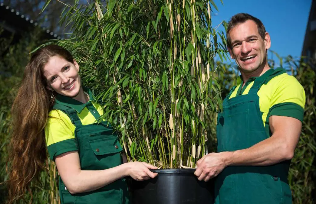 Repotting your bamboo: Transplants and divisions