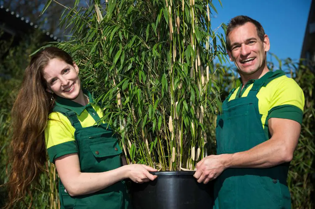 Repot your bamboo