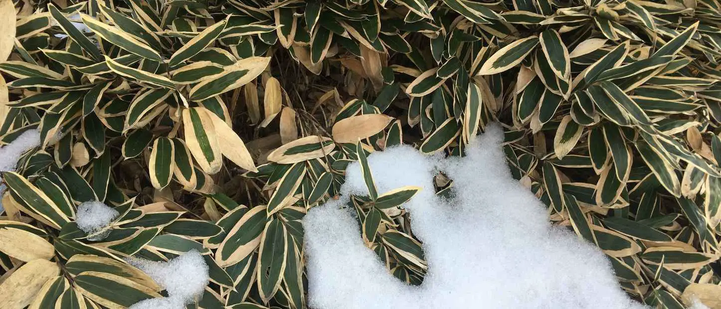 Sasa veitchii Japanese bamboo in snow