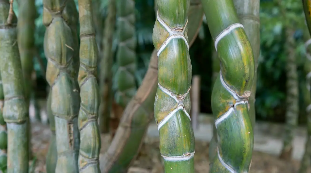 Tortoise shell bamboo