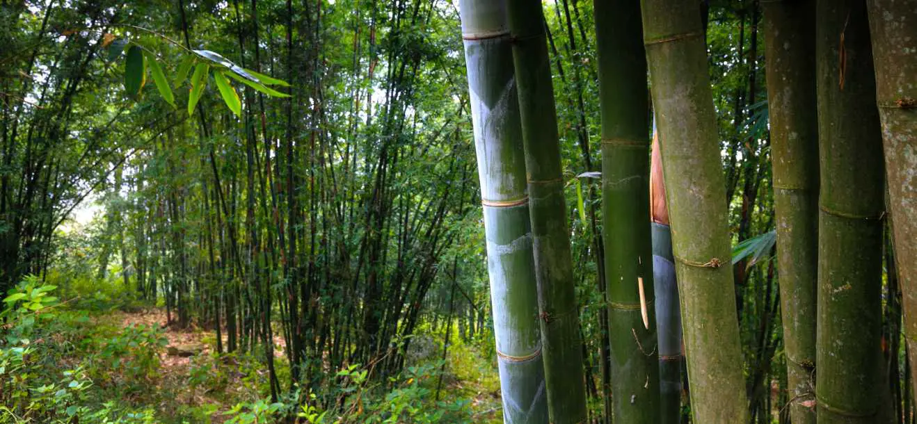 Tropical clumping bamboo groves