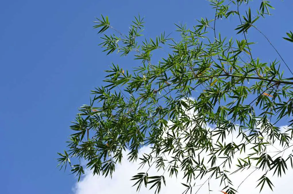 Bamboo captures carbon