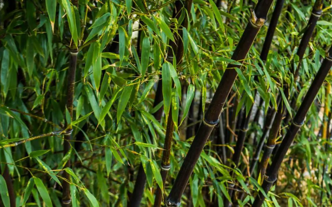 Black Bamboo: Phyllostachys nigra and others