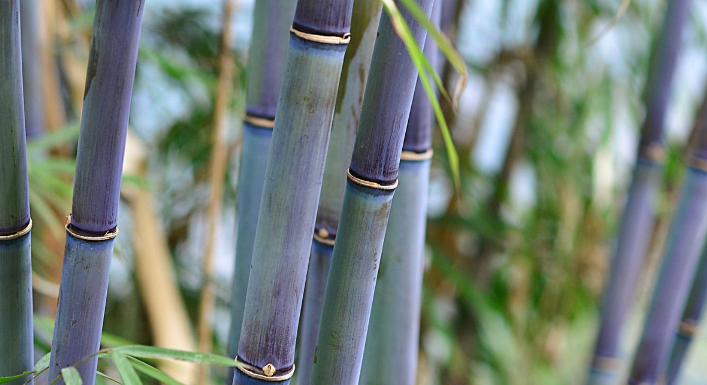 Blue bamboo Himalayacalamus Drepanostachyum