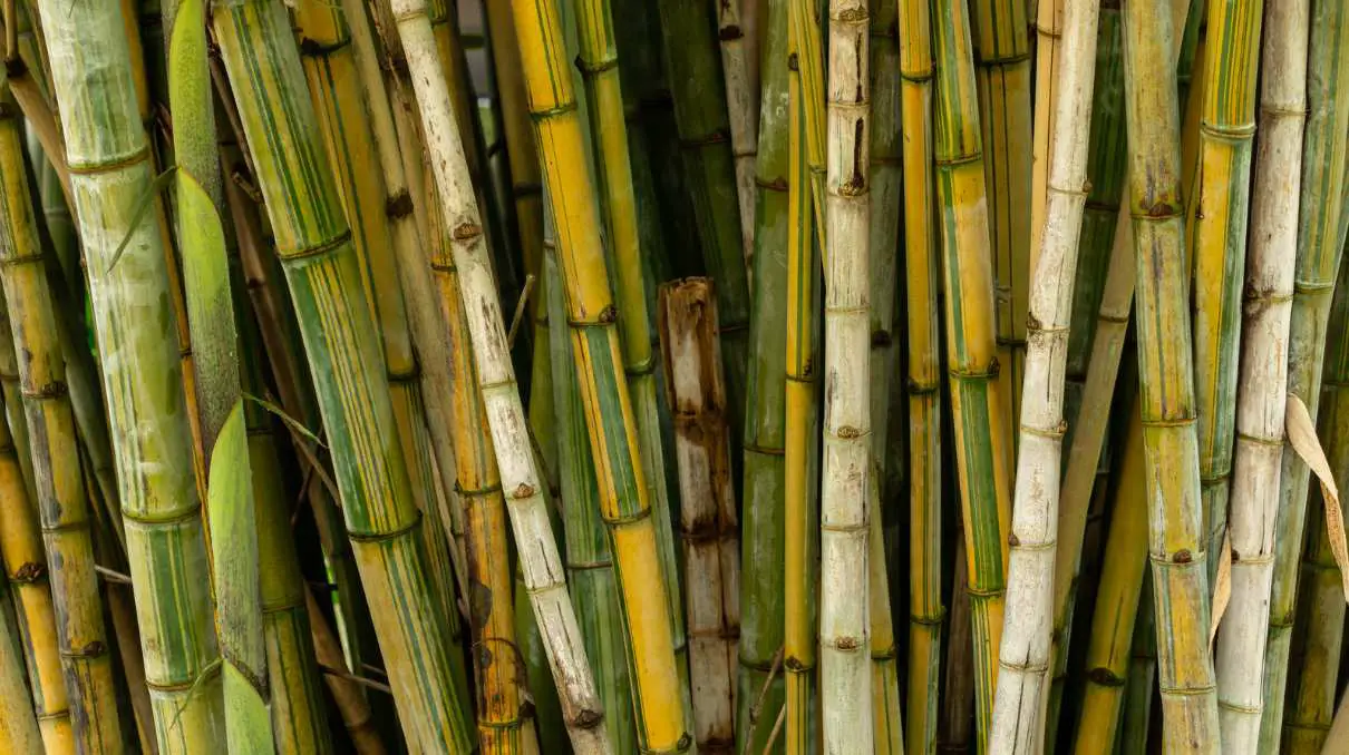 Dendrocalamus minor ghost bamboo