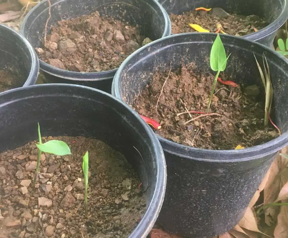 Dendrocalamus sinicus seedlings