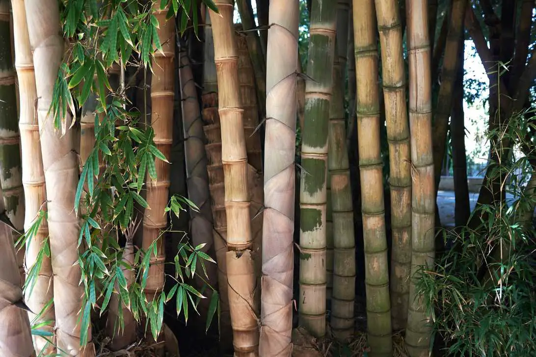 Genus Dendrocalamus: The biggest bamboos of all - Bambu Batu