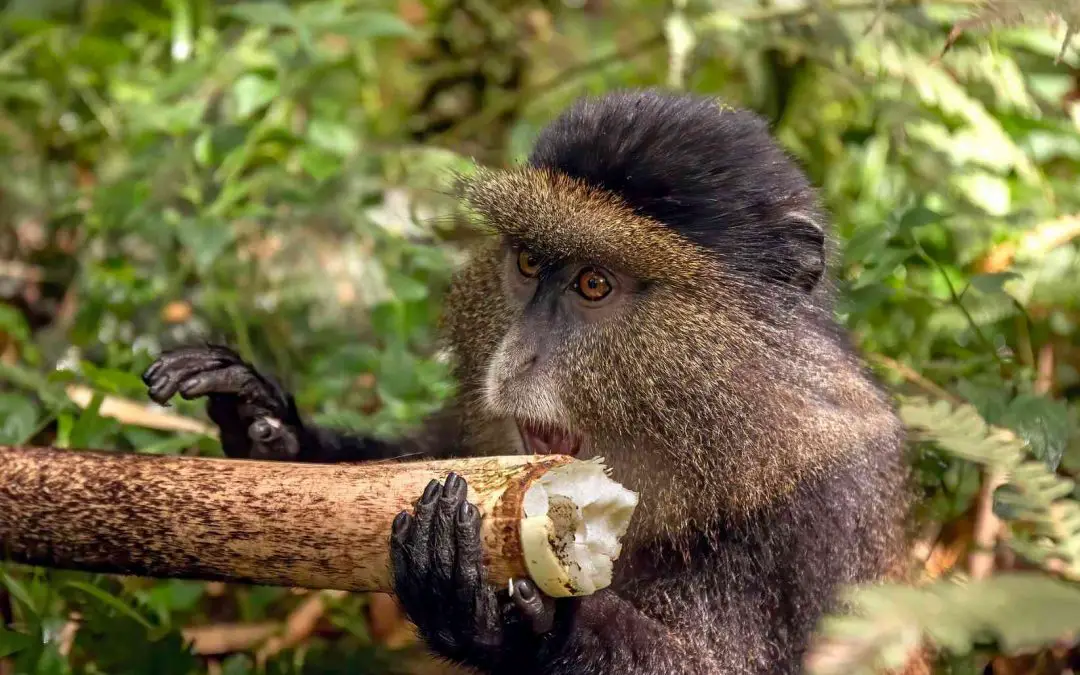 Golden monkey eats bamboo