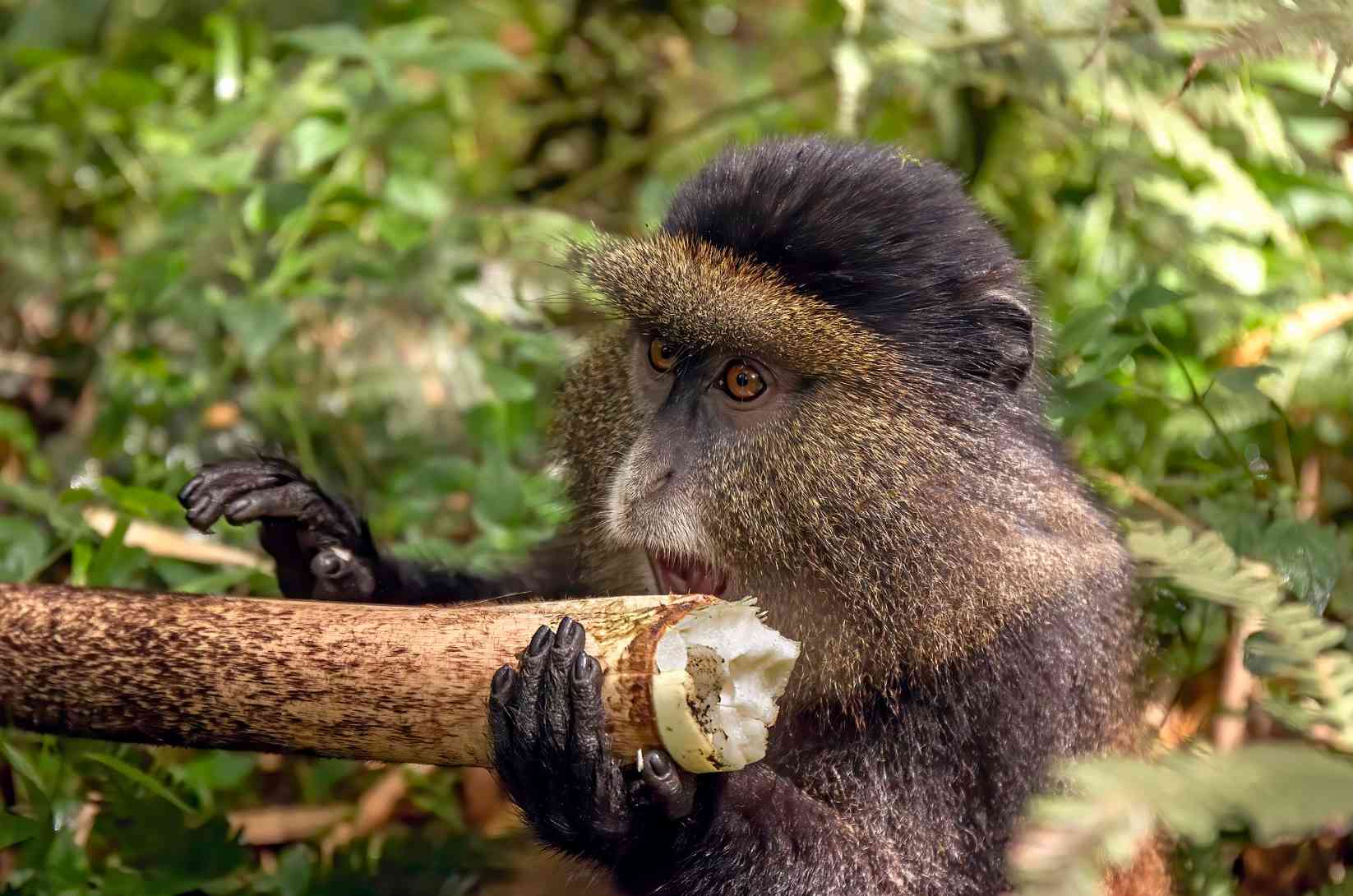 Golden monkey eats bamboo