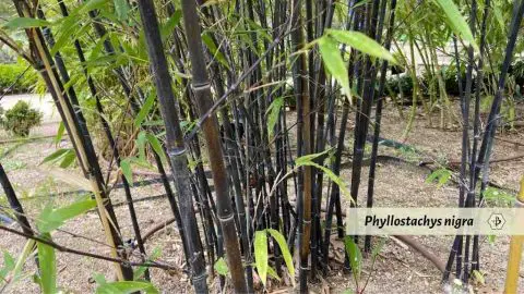 The most invasive varieties of bamboo - Bambu Batu
