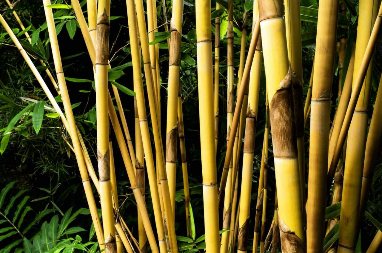 Best clumping bamboos: Never run again - Bambu Batu