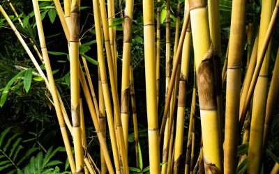 Schizostachyum brachycladum: Sacred Bali Bamboo 