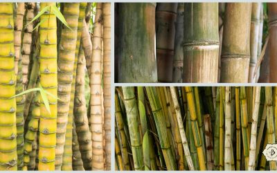 Tropical bamboo for Florida and the Deep South