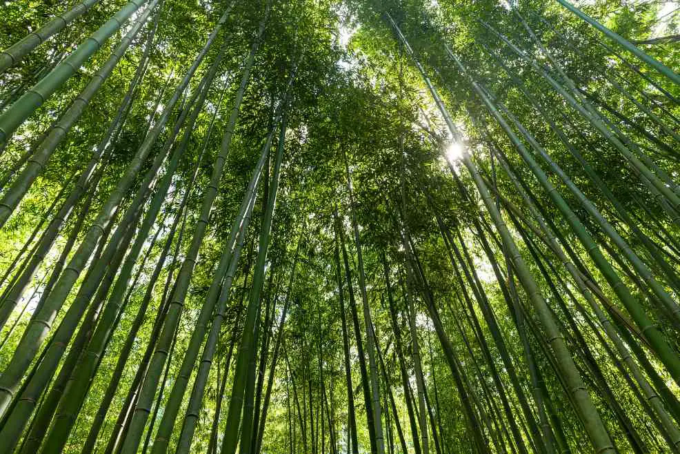 Bamboo and Reforestation: 10 Rules to remember
