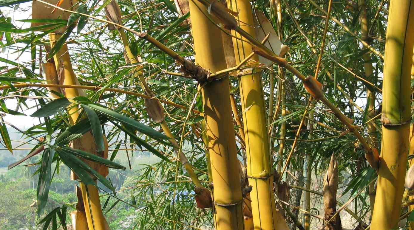 Bambusa vulgaris aka Golden Bamboo