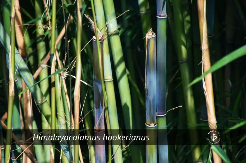 Himalayacalamus hookerianus blue bamboo