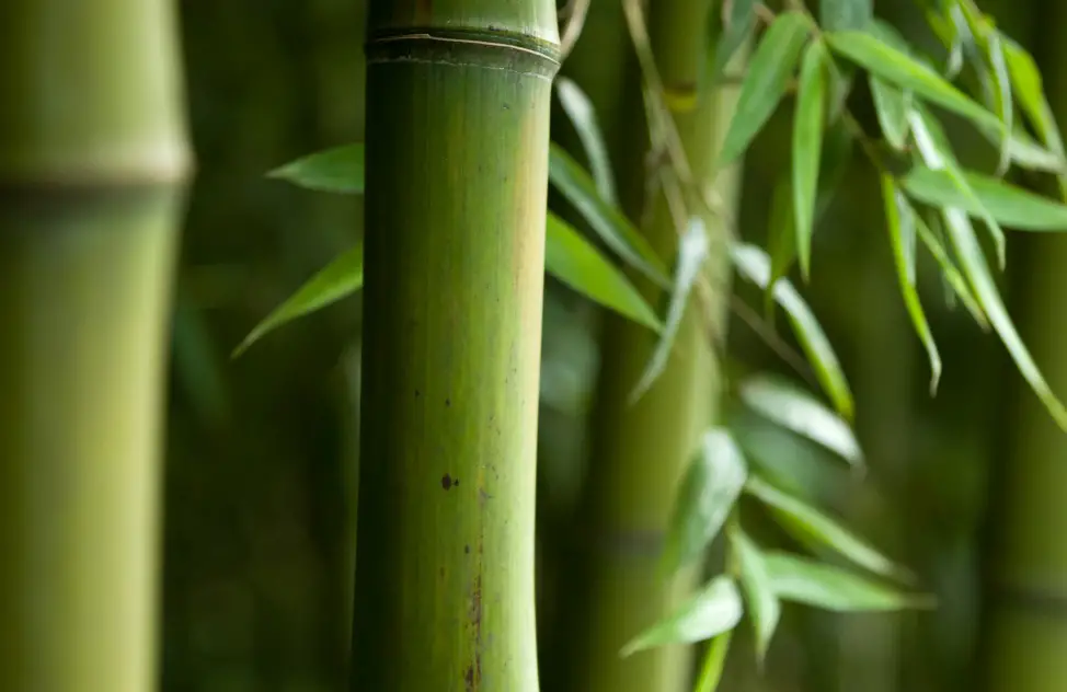Ways to invest in bamboo in 2023