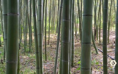 Bamboo and Reforestation: 10 Rules to remember